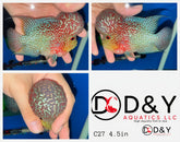 1 Male  C27 4.5in - Live Kamfa F3 Flowerhorn Fish - Big KOK USA Stock